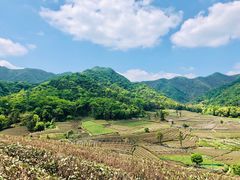 -龙坞茶村