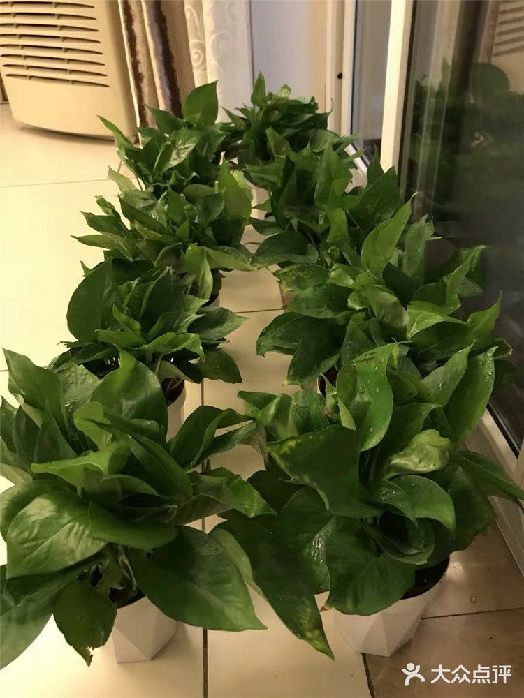 如何有效去除新房甲醛？