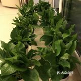 如何有效去除新房甲醛？