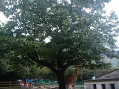 -西安秦岭野生动物园