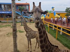 -西霞口神雕山野生动物世界