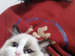 -东方名猫馆·英短金渐层布偶猫舍(环线广场1号楼店)