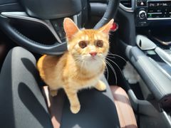 -北京赛佳动物医院