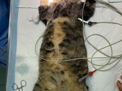 -艾贝尔宠物医院·24H转诊中心·肿瘤猫专科(江宁双龙店)