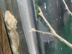 -上海大自然野生昆虫馆(东方明珠·爬宠昆虫探索中心)
