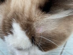 -袖虎猫馆(十亩地店)