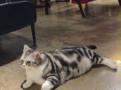 -咖法森林·咖啡  酒吧(天河店)