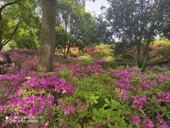 -苏州上方山国家森林公园