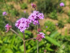 -梁鸿国家湿地公园
