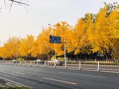 -三里屯东五街银杏大道