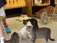 -豆逗聊愈猫阁Easy Life