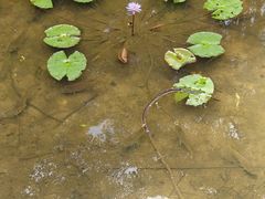 -东莞植物园