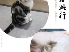-飞行喵MR PILOT|猫舍·猫咖(静安大融城店)