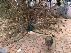 -长白岛森林公园