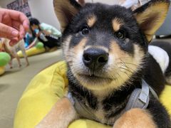 -逗柴咖啡屋·狗咖猫咖宠物桌游