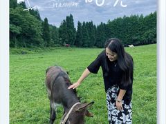-武陵山森林公园