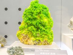-中国地质博物馆