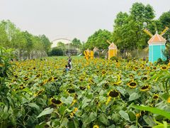 -百万葵园