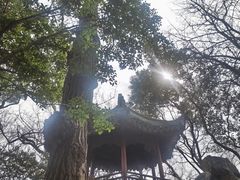 -秋霞圃