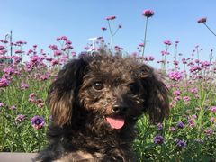 -伟伟宠物医院·CT影像中心·瑞派犬猫综合性门诊(汉口总院)