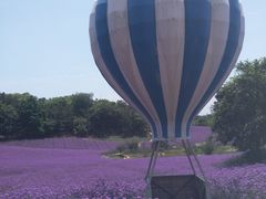 -大塘金香草谷