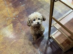 -爱新觉罗福臨火锅馆(万科滑雪场店)