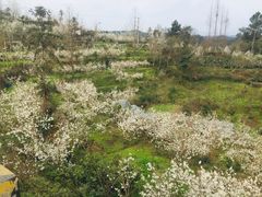 -樱桃山旅游景区