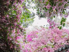 -深圳国际园林花卉博览园