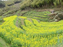 -灵山景区梯田