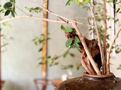 -曲廊院(东四十一条店)