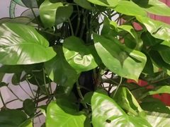 -盛世川王•幸福里(长虹店)