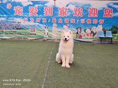-宠物寄养训练学校