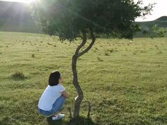 -乌兰布统草原