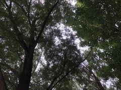 -丁香湖公园