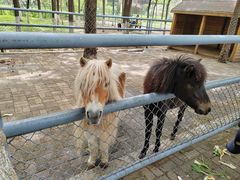 -长白岛森林公园