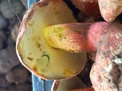 -双喜农庄·菌香园(安居家园店)