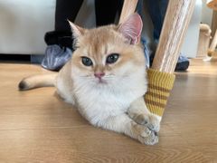 -猫腻·猫咖·撸猫馆(星光大道店)