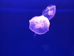 -福州罗源湾海洋世界旅游区