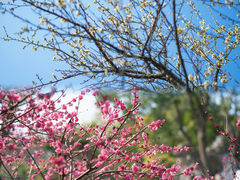 -梅花山(明孝陵内)