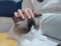 -平行世界·猫咖(首经贸店)