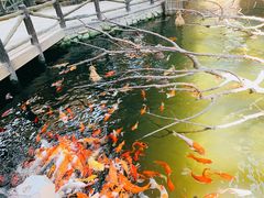 -南宫五洲植物乐园