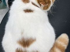 -唐小姐の猫狗洗护·购宠旗舰店(周浦万达店)