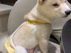 -逗柴咖啡屋·狗咖猫咖宠物桌游