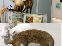 -Heymao猫咖.咖啡厅(东门店)