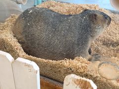 -怪兽屋·羊驼·猫咖·狗咖(俊华广场店)