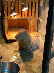 -未来动物城主题公园(正弘城店)