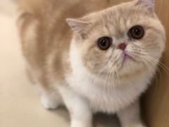 -飞行喵MR PILOT|猫舍·猫咖(静安大融城店)