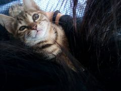 -芭比堂动物医院·犬猫全科·异宠专科(雁塔分院)