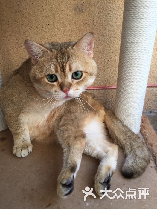 中环茶仔&维多利亚猫图片 - 第16张