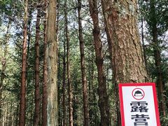 -重庆睡佛山森林公园